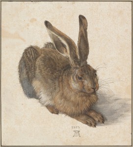 Albrecht Dürer. Kiškis. 1502